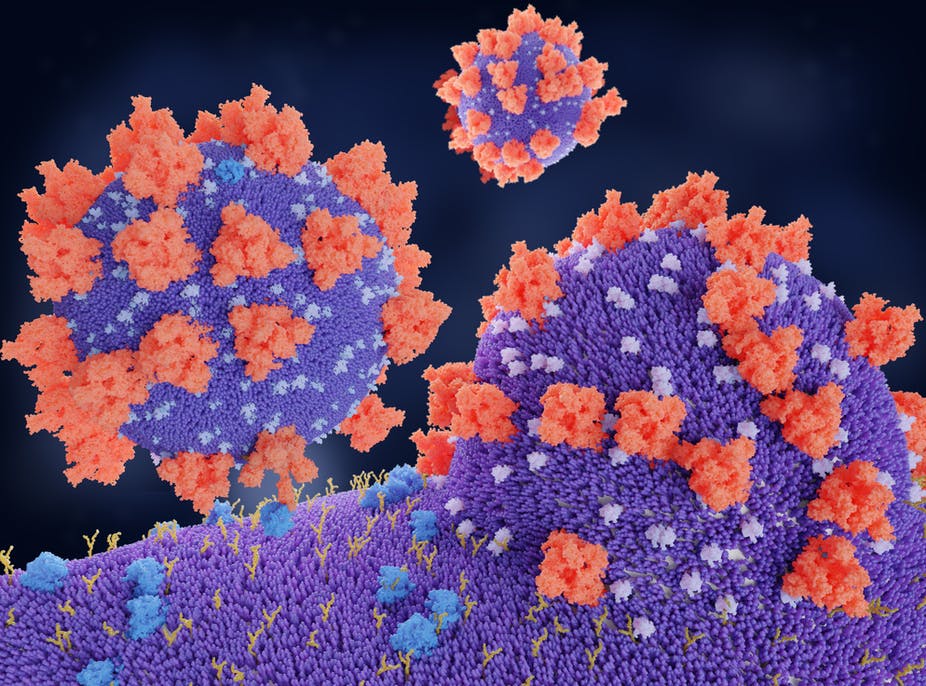 Covid-19 coronavirus binding to ACE2 receptors: Source: Juan Gaertner/Science Photo Library